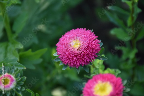 Colorful Symphony: Vibrant Aster Flowers in Full Bloom 