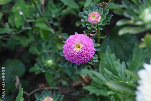 Colorful Symphony: Vibrant Aster Flowers in Full Bloom 