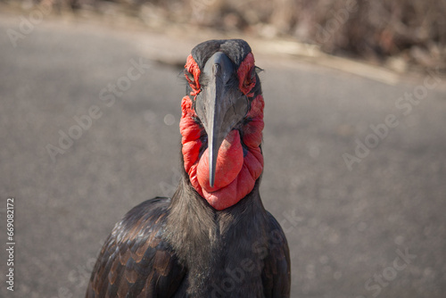 Southern ground hornbill looking at camera at Kruger National Park, South Africa photo