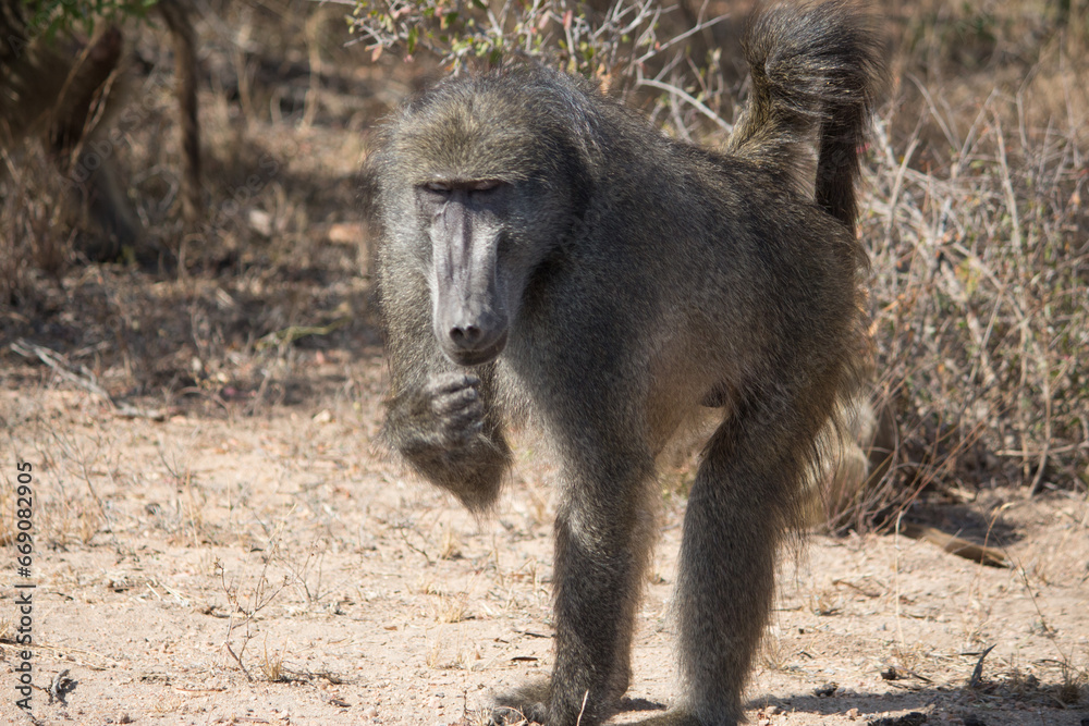 Female chacma baboon eating and looking at camera Female chacma baboon eating and looking at camera