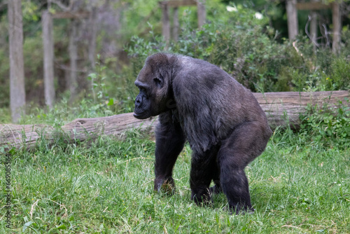 Grand gorille femelle également connu sous le nom de dos argenté vu de profil dans la végétation	