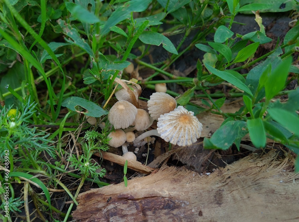 Mushrooms in the Garden: A Close-Up of Nature’s Fungi
Mushrooms in the Garden: A Close-Up of Nature’s Fungi