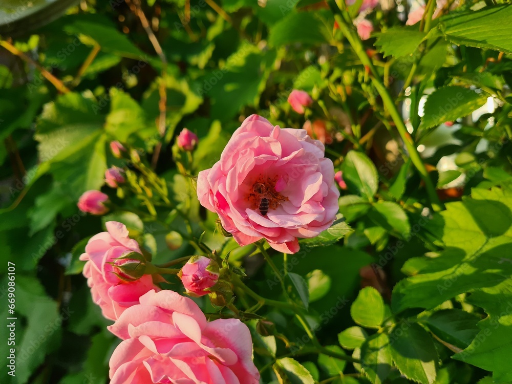 Elegant pink Roses in Full Bloom
