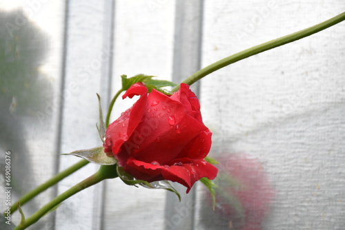 Elegant red Roses in Full Bloom photo