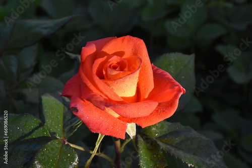 Elegant red Roses in Full Bloom photo