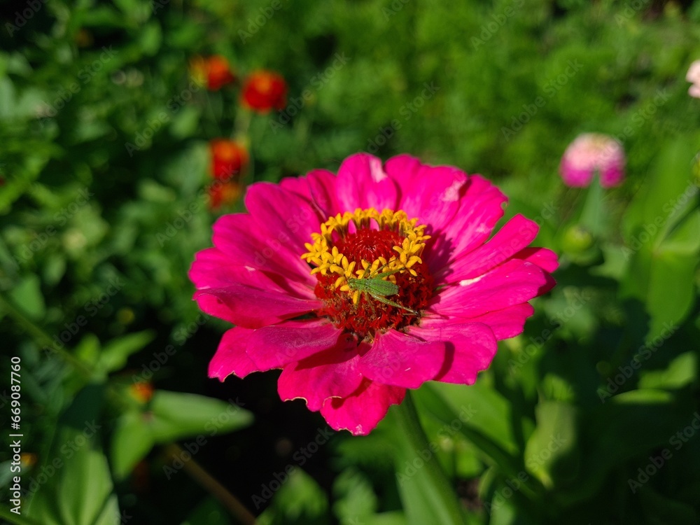 Fototapeta premium Violet Yellow Zinnia in Full Bloom