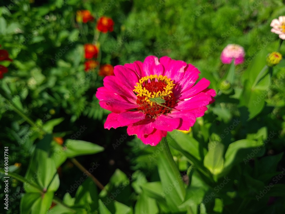 Fototapeta premium Violet Yellow Zinnia in Full Bloom
