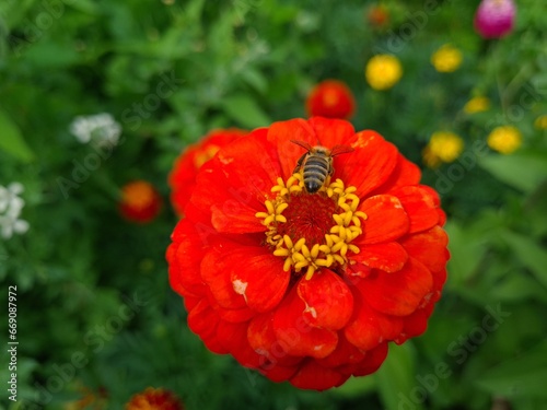 Red Yellow Zinnia in Full Bloom photo