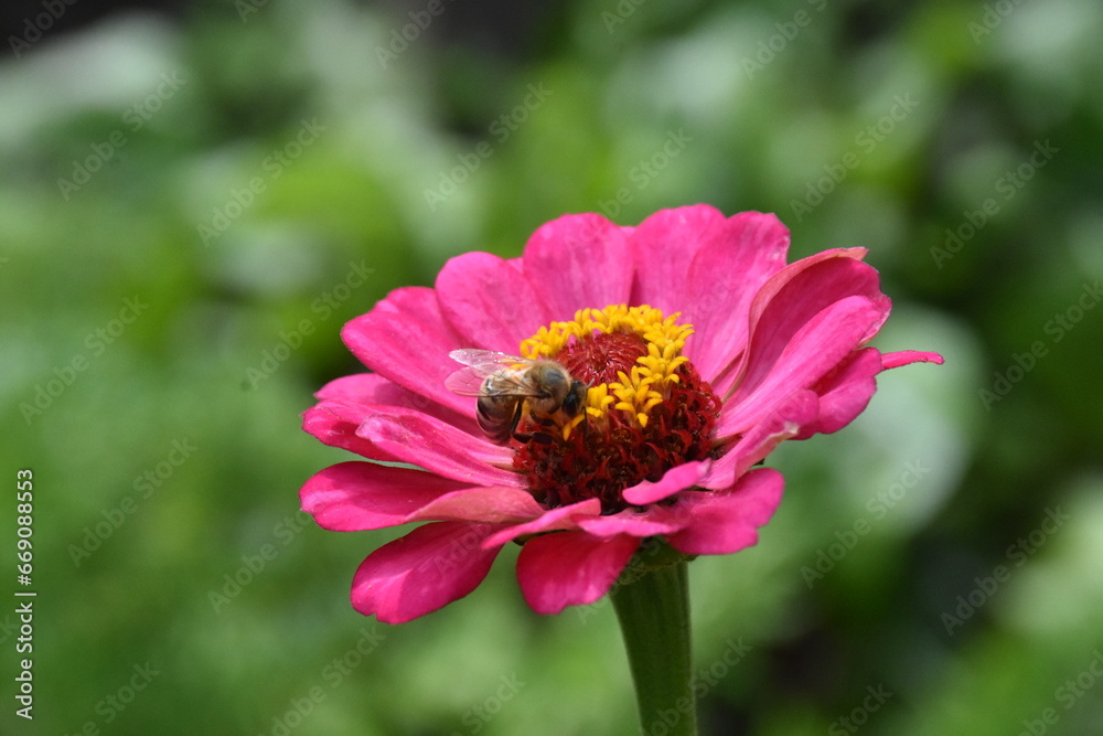 Vibrant Purple Zinnia in Full Bloom Vibrant Purple Zinnia in Full Bloom
