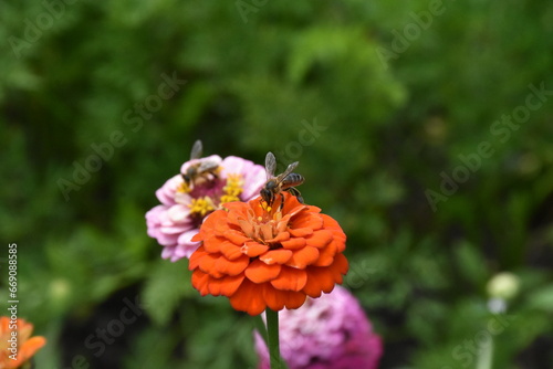 Red Yellow Zinnia in Full Bloom photo