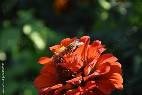 Red Yellow Zinnia in Full Bloom photo