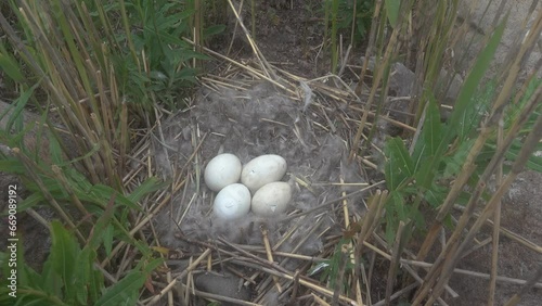 Time of birth. Greylag goose (Anser anser) eggs have hatched and in day chicks will be born. Crack in shell precedes cutting off infundibular part with help of egg tooth of embryo. Oology. Baltic sea photo