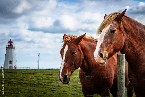Horsing around
