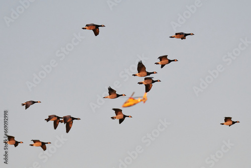 Weißwangengans oder Nonnengans (Branta leucopsis)