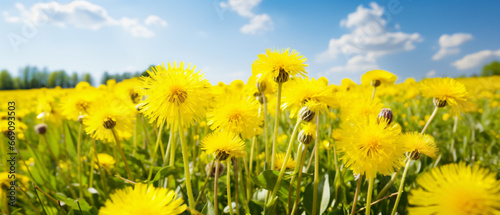 Many yellow dandelion flowers