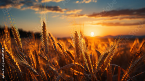Golden Sunset in the Wheat Fields. Generative AI © Sascha