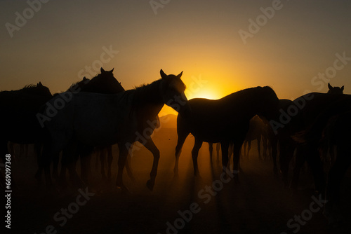 Wild Yilki Horses  Vah  i Y  lk   Atlar    in the Dust Drone Photo  H  rmetci Village Hac  lar  Kayseri Turkiye  Turkey 