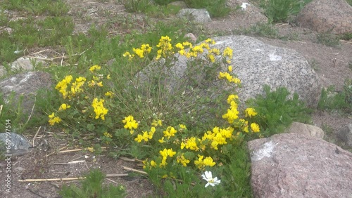 Deervetch (Lotus sp. probably L. ruprechtii) on islands of eastern part Gulf of Finland, Baltic. Herb grows in colony of seabirds, plant species resistant to nitrogen-phosphorus salts and trampling photo