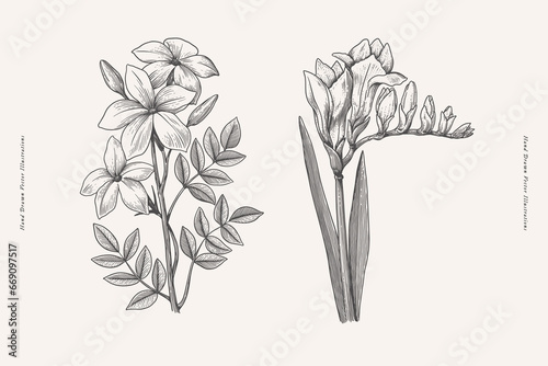 Jasmine and freesia in engraving style. Summer garden flowers, vector illustration. Botanical illustration for floral design in perfumery and cosmetology.