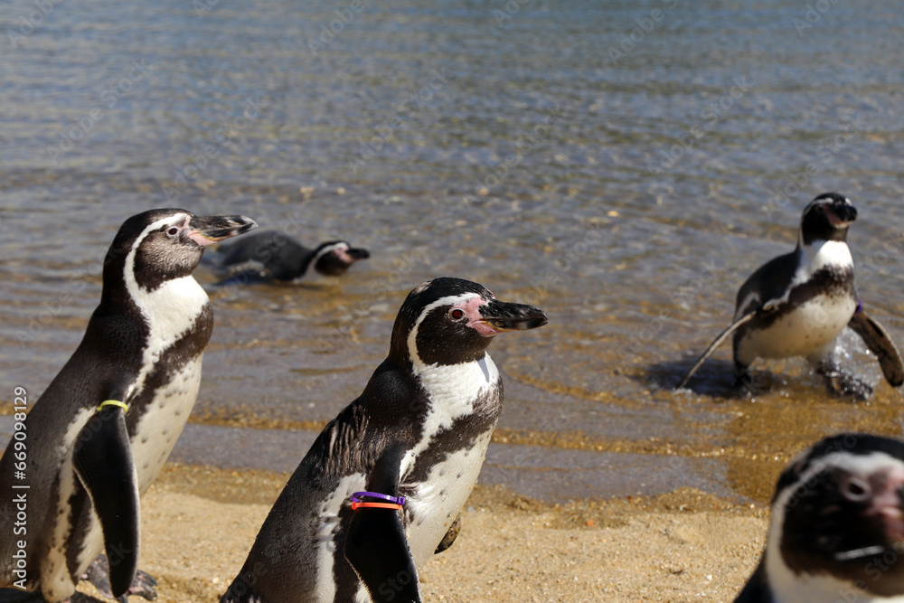 Naklejka premium 長崎のペンギン水族館のペンギン04