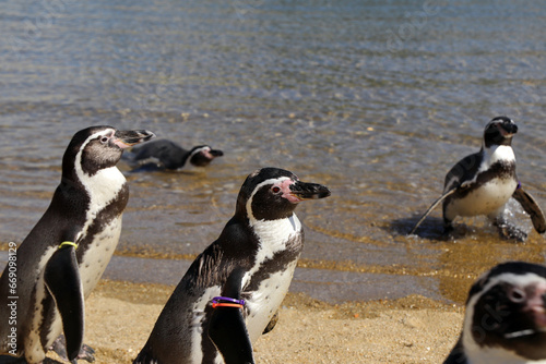 長崎のペンギン水族館のペンギン04