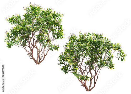 Many kinds of trees and flowers on transparent background