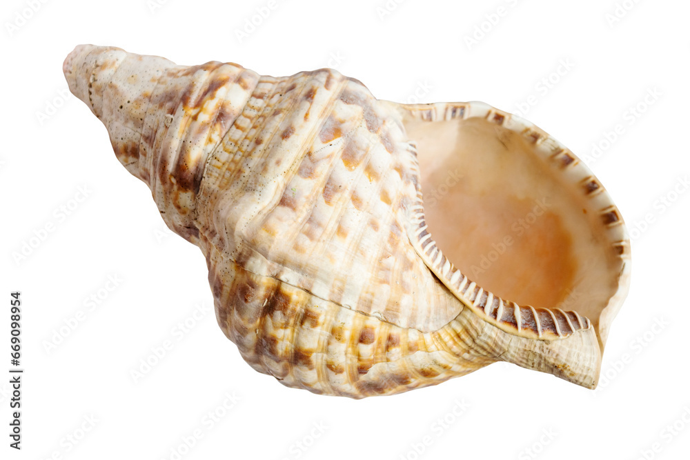 empty sea shell of charonia mollusk isolated on white background empty sea shell of charonia mollusk isolated on white background