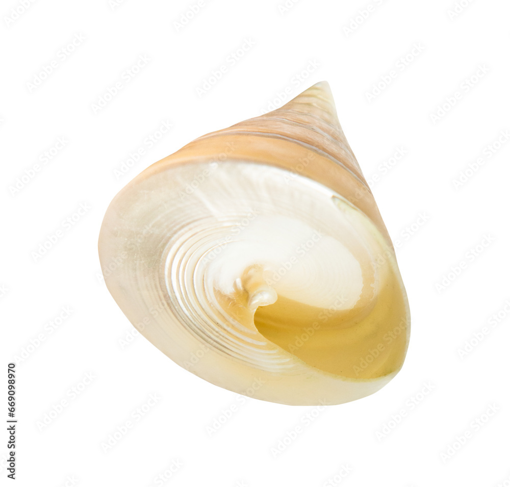 empty spiral shell of sea snail isolated on white background empty spiral shell of sea snail isolated on white background