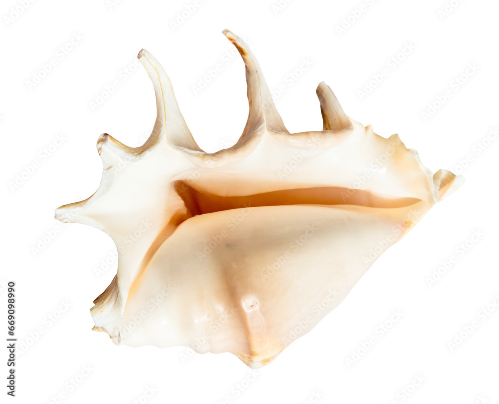 empty sea shell of spider conch isolated on white background empty sea shell of spider conch isolated on white background