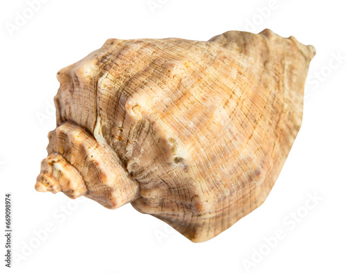 dried sea shell of rapana mollusk isolated on white background