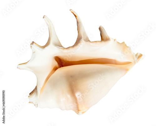 empty sea shell of spider conch isolated on white background