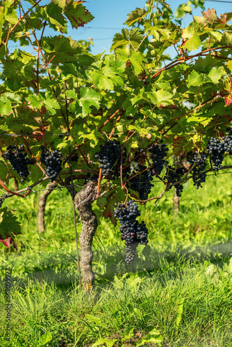 Black grapes in sunny vineyard in summer.