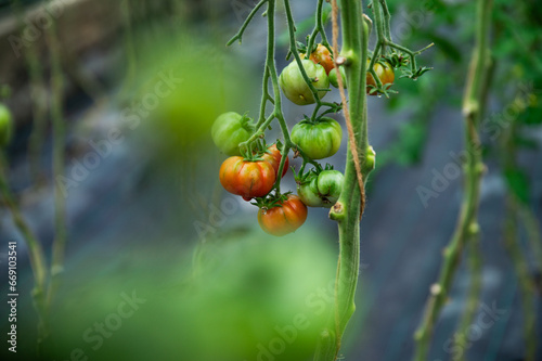 Tomatenpflanze photo