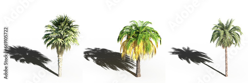 big tree  isolate on a transparent background  3d illustration