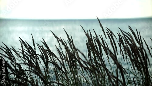 Reeds sway on wind and sun rays . Wild grass sway from wind	 photo