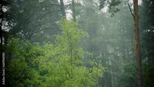Showers rain in forest . Cascading water downpour drips down photo
