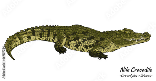 Nile crocodile Crocodylus niloticus illustration