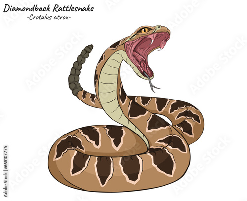 Diamondback Rattlesnake Crotalus atrox illustration photo