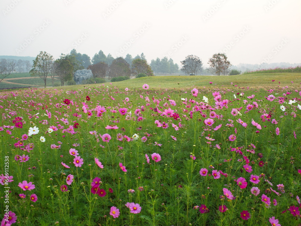 Beautiful of Sulfur Cosmos, or Mexican Daisy, Light pink, pink,purple, pinkish white has fragile petals of various colors that bloom in the sunlit garden. Scientific name: Cosmos bipinnatus Cav.
Beautiful of Sulfur Cosmos, or Mexican Daisy, Light pink, pink,purple, pinkish white has fragile petals of various colors that bloom in the sunlit garden. Scientific name: Cosmos bipinnatus Cav.