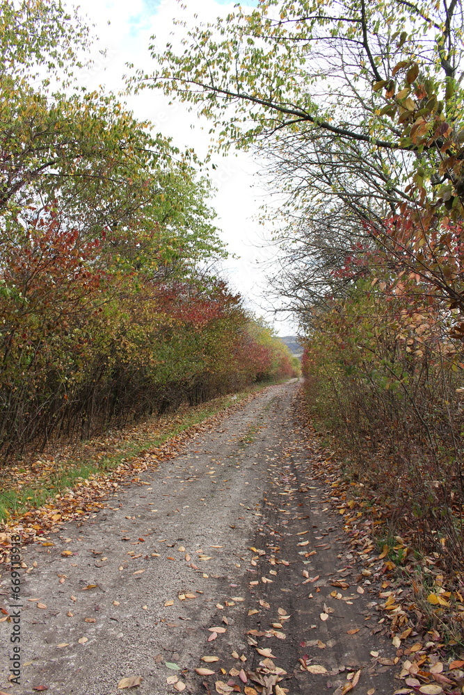 A dirt road with trees on either side of it