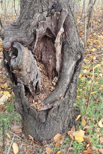 A tree trunk with bark