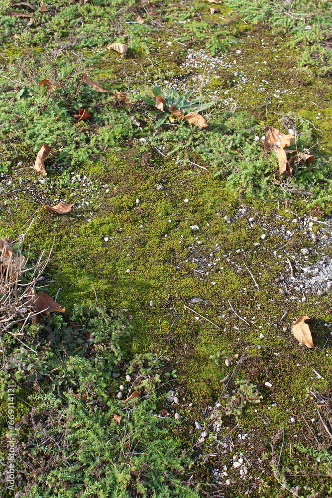 Obraz premium A patch of grass