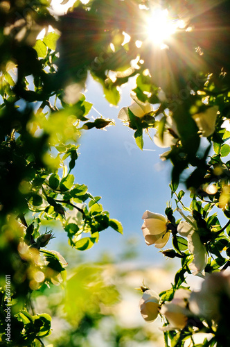 Sunlit tree branches with flowers,  green leaves and blue sky in the background