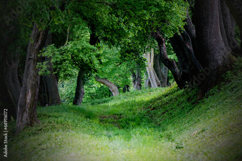 Dark green shadowy alley of trees, with grassy road in the middle - Košariská, Slovakia, Europe
