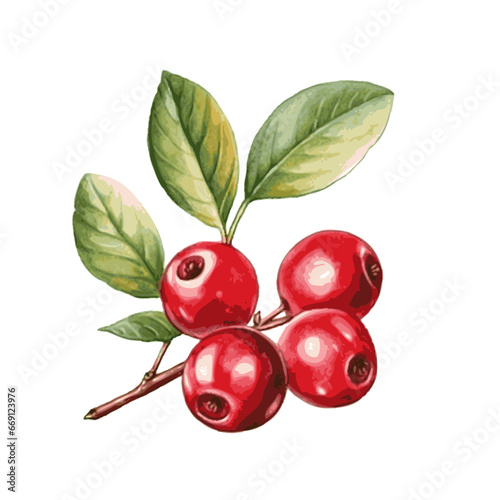 cranberry with leaves watercolor paint on white for food design