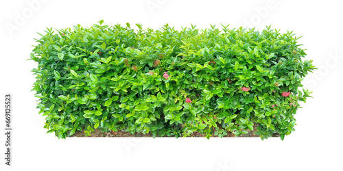 Ornamental plants and Green leafed bushes. (shrub) Square shape. For making fences and decorating the garden for beauty. (png)