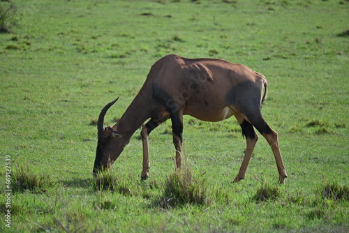 Topi eating in Maasai Mara National Park  Kenya