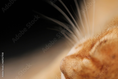 particolare di un muso di un gatto rosso con naso e vibrisse photo