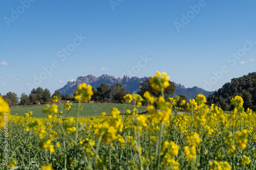 A view of Montserrat over the field of blooming rape @ Castellfollit del Boix, Catalonia, Spain.
