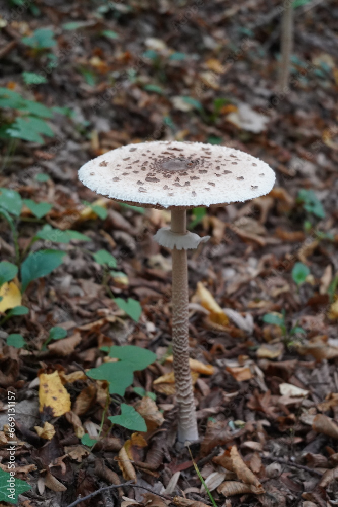 Mystical Mushrooms: A Walk Through Enchanted Woods Mystical Mushrooms: A Walk Through Enchanted Woods